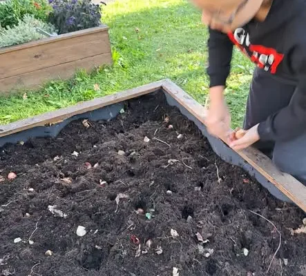 Uczniowie z Lubania posadzili 50 cebulek tulipanów. Wiosną sprawdzą efekty