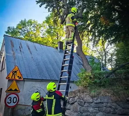Świeradów-Zdrój: strażacy usuwali suchy konar przy ul. 11 Listopada